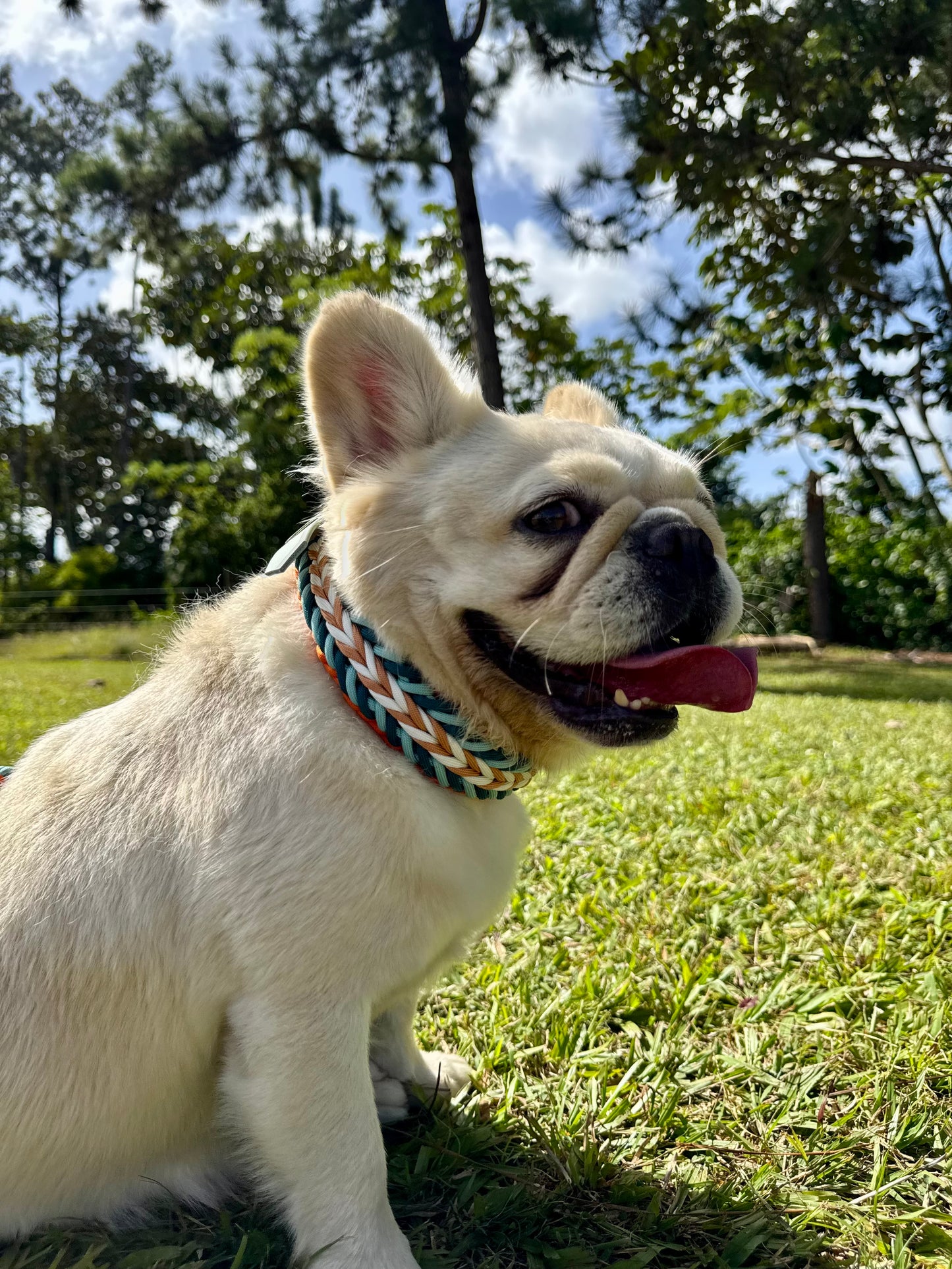 Collar Lieblings Wutz