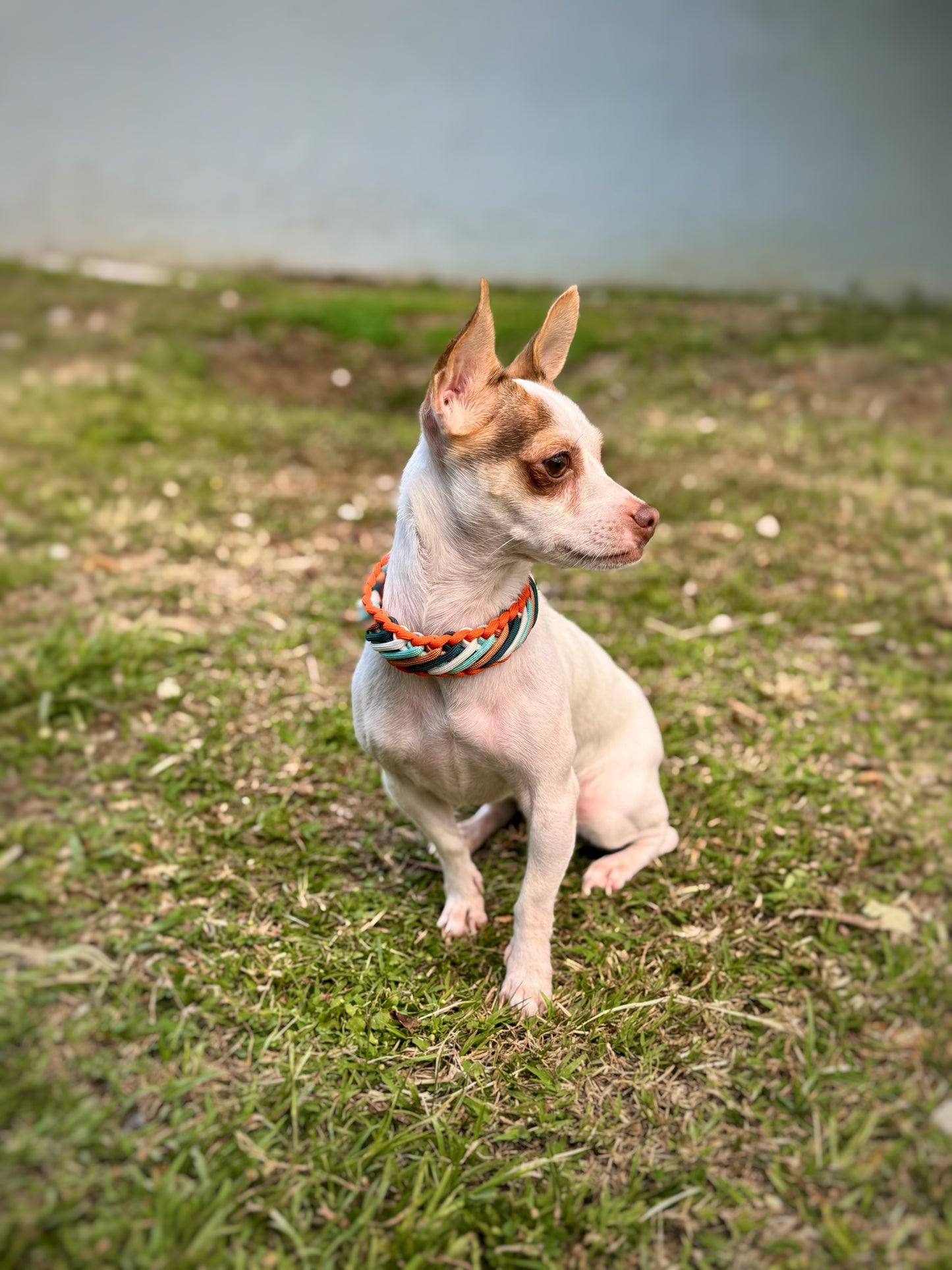 Collarín Mini Lunas
